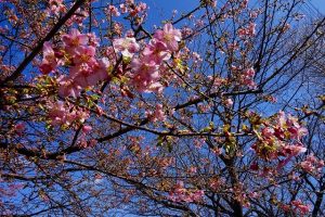千葉市花見川区花園１丁目の桜の画像