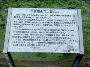 しらさぎ公園の大賀ハスの案内板