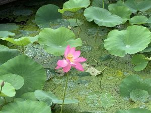 大賀ハスの開花状況