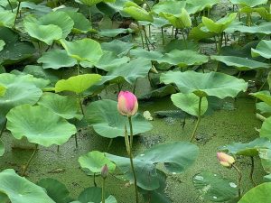 大賀ハスの開花状況その２