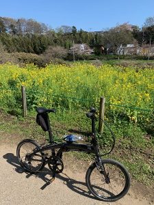 花島公園の菜の花と桜