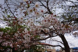 新検見川グリーンベルトの開花した桜の画像2