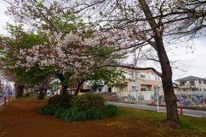 開花した桜の木の画像