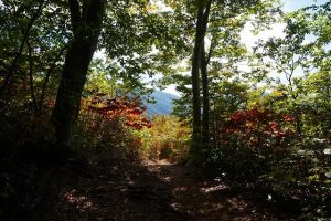 会津駒ヶ岳の山道の画像