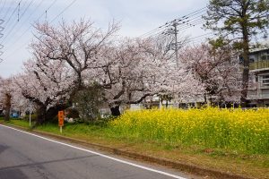 千葉市花見川区花園グリーンベルトの桜の画像