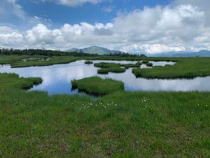 アヤメ平の池塘と至仏山