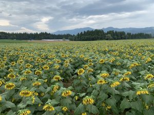 「新潟津南のひまわち広場」